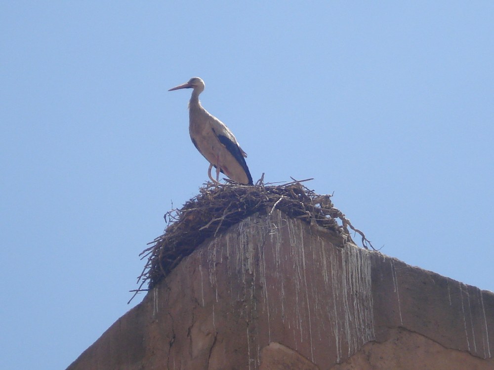 cigogne