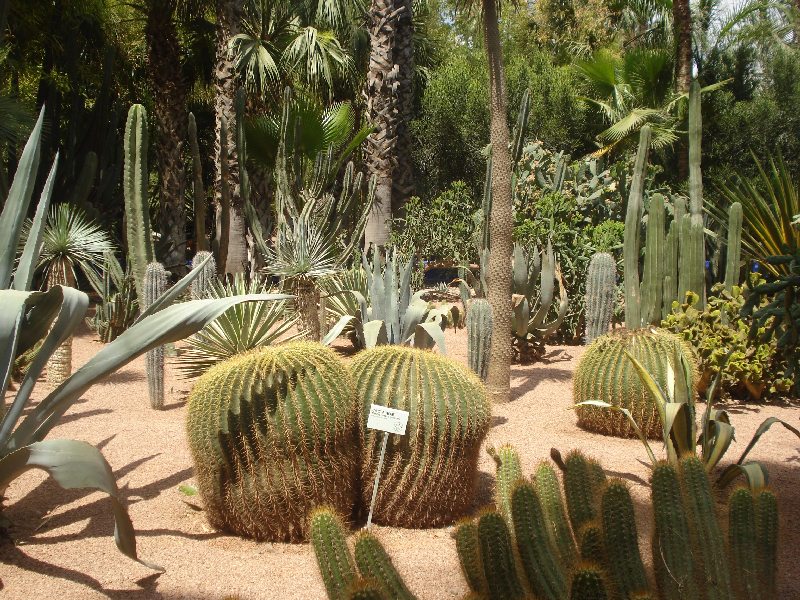 majorelle